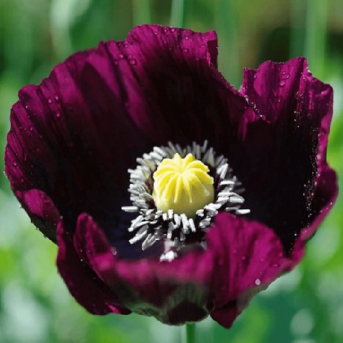 Poppy - After Midnight
