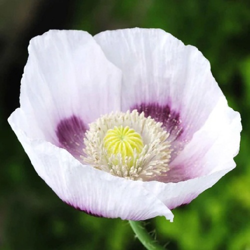 Poppy - Blue Moon