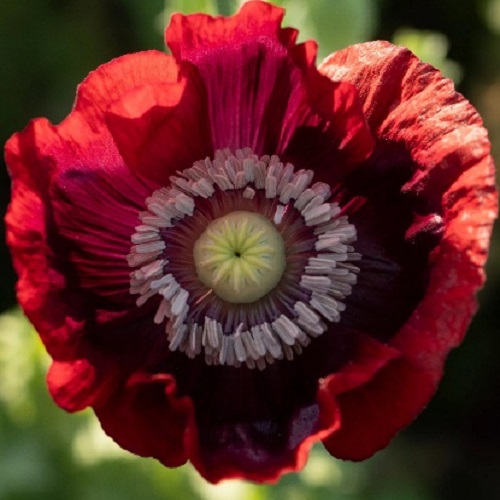 Poppy - Blue Moon