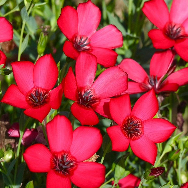 Flax - Scarlet