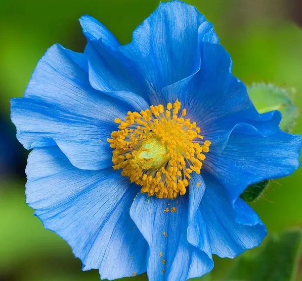 Poppy - Himalayan Blue