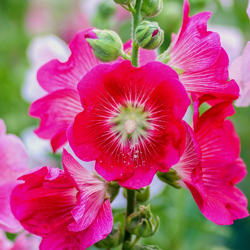 Hollyhock - Alcea Rosea