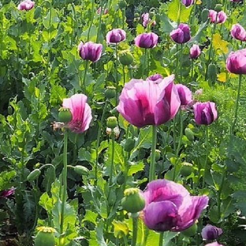 Poppy - Hungarian Breadseed