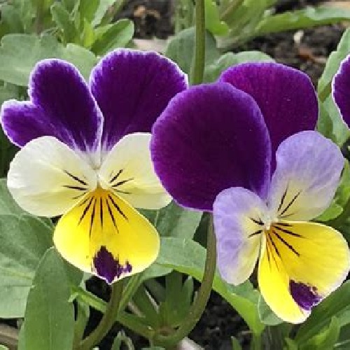 Viola - Johnny Jump-Up