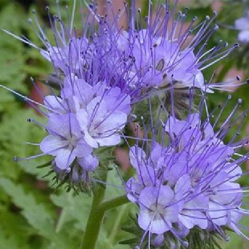 Lacy Phacelia