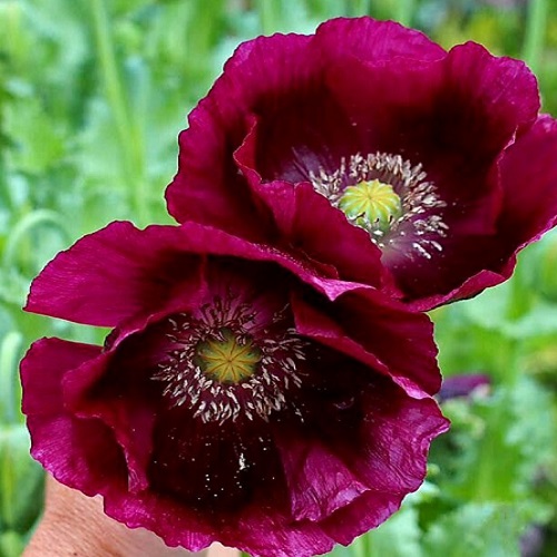 Poppy - Lauren's Springer's Grape