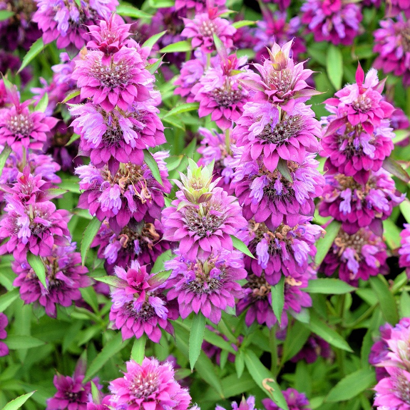 Bergamot - Lemon Bee Balm