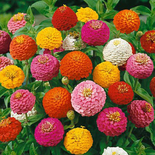 Zinnia - Lilliput Mix