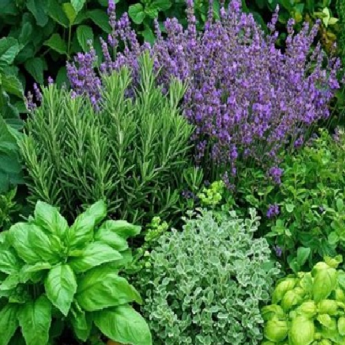 Organic, Non-GMO Herbs