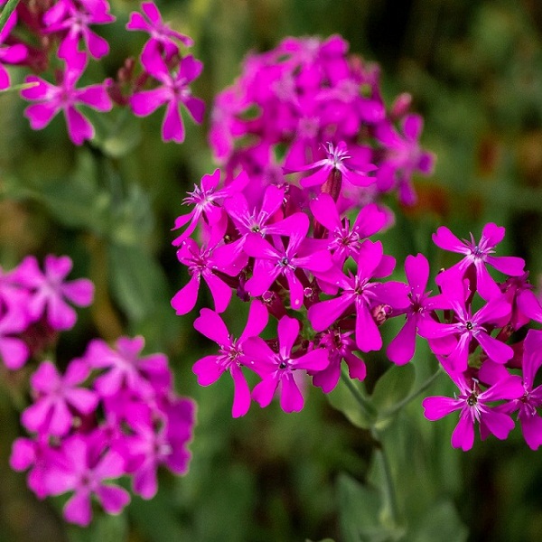 Catchfly - None So Pretty