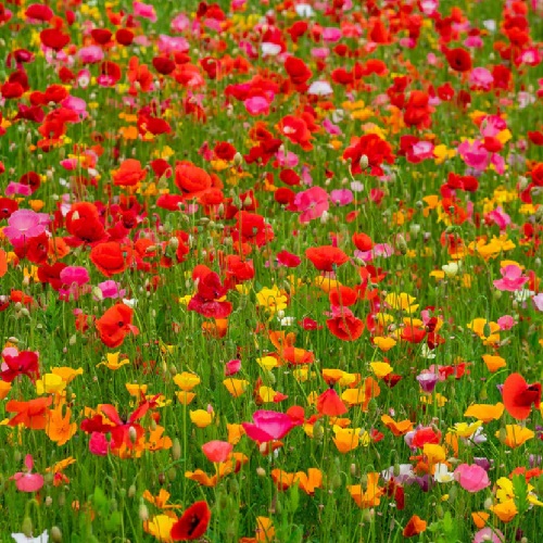 Poppy Power Mix X