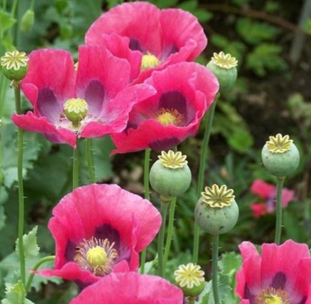 Poppy - Pepperbox X