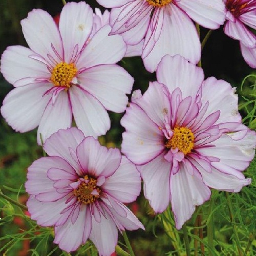 Cosmos – Picotee