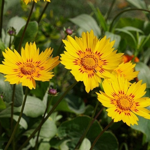 Coreopsis - Picta