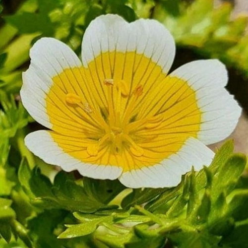 Poached Egg Plant