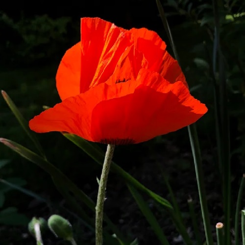 Poppy - Oriental Prince of Orange