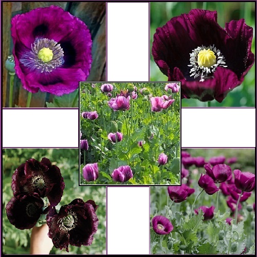Poppy - Purple Passion Mix X