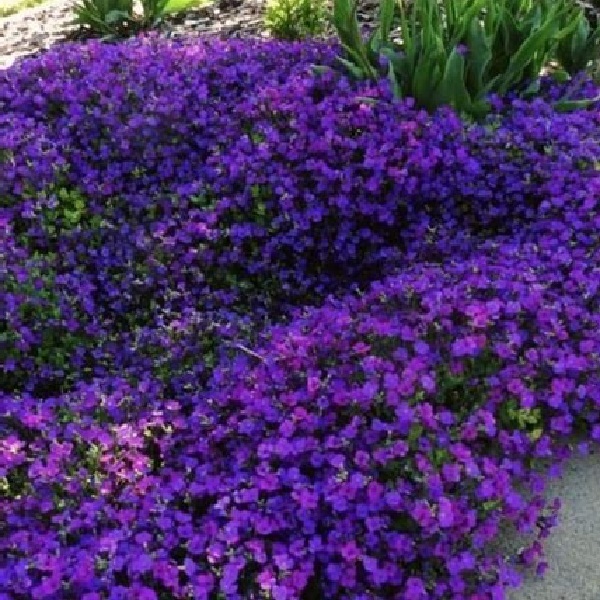Purple Rockcress