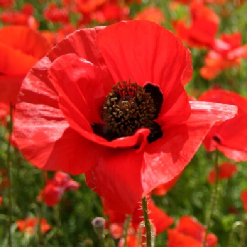 Poppy - American Legion