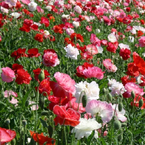 Poppy - Shirley Doubles Mixed