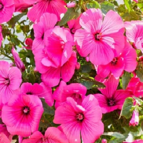 Tangara Rose Mallow