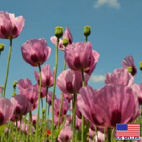 Poppy - Turkish Breadseed