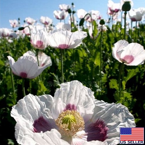 Poppy - Tasmanian